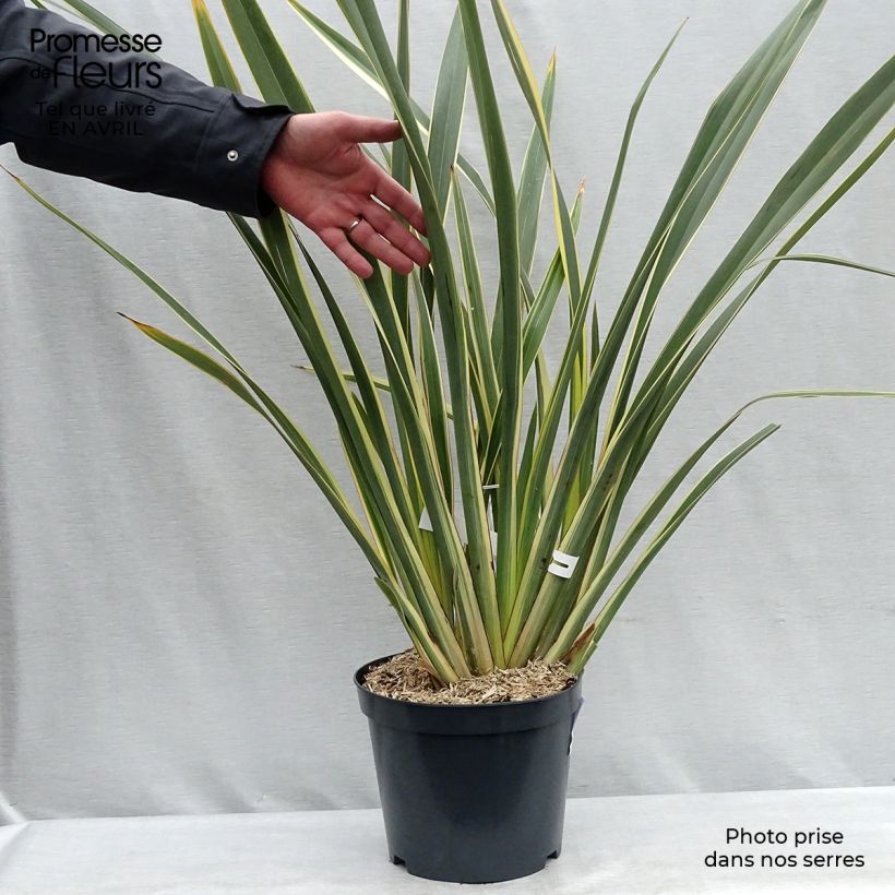 Spécimen de Phormium tenax Variegatum - Lin de Nouvelle-Zélande Pot de 7,5L/10L tel que livré au printemps