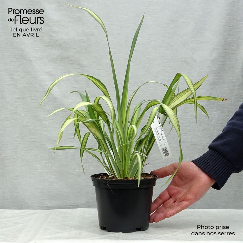 Spécimen de Phormium tenax Yellow Wave - Lin de Nouvelle-Zélande  Pot de 2L/3L tel que livré au printemps