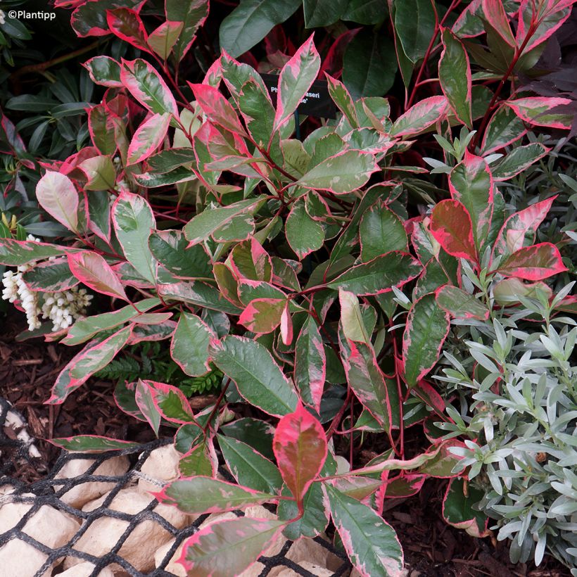 Photinia fraseri Louise (Plant habit)