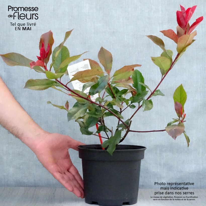 Spécimen de Photinia  fraseri Camilvy Pot de 2L/3L tel que livré au printemps