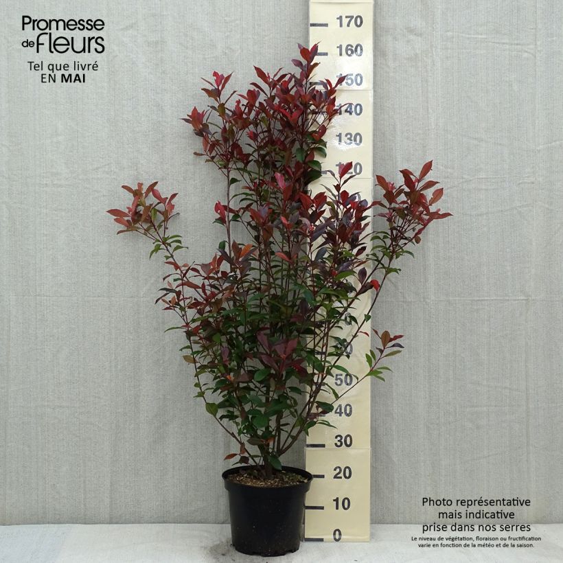 Example of Photinia fraseri Carré Rouge Pot de 7,5L/10L as you get in printemps