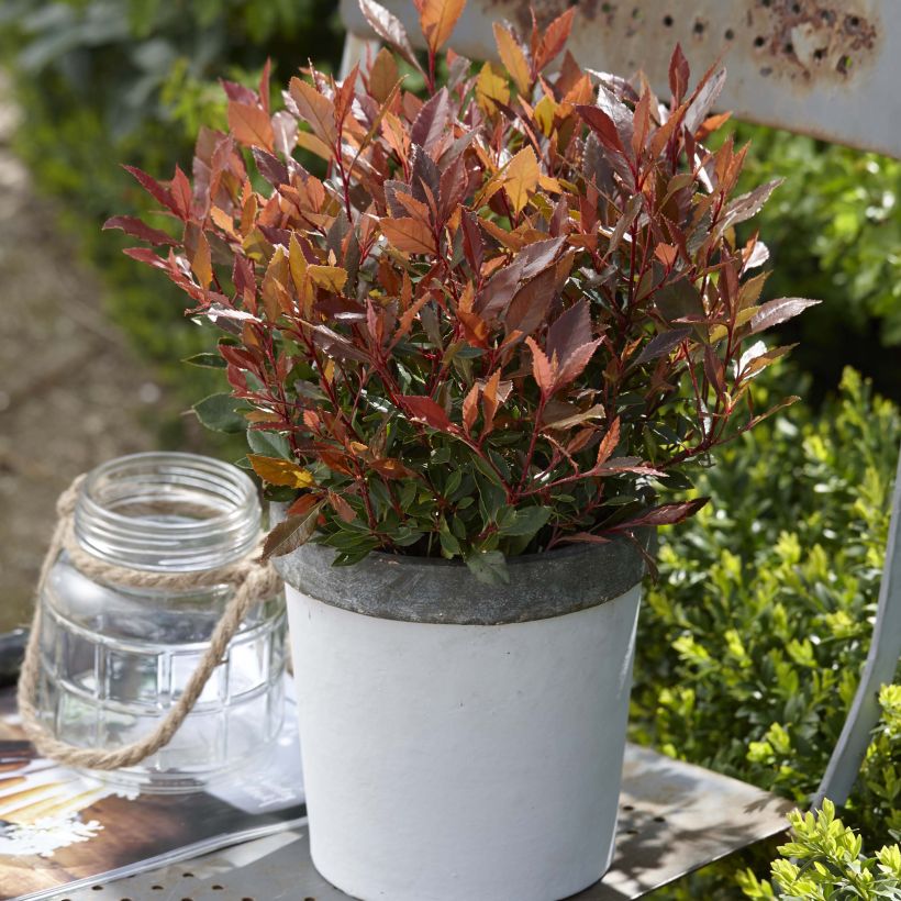 Photinia fraseri Chico (Plant habit)