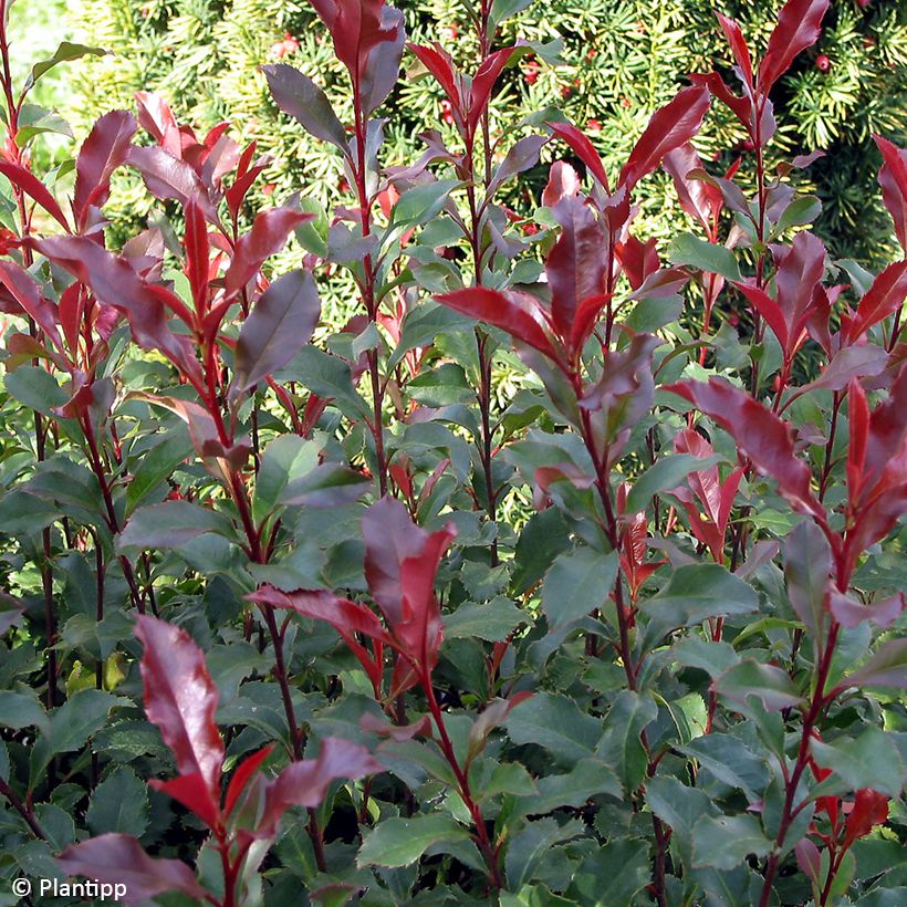 Photinia fraseri Corallina (Feuillage)