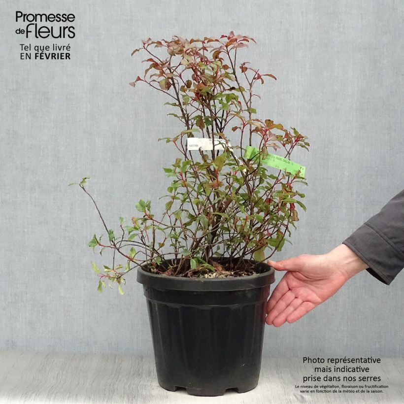 Spécimen de Photinia fraseri Corallina Pot de 7,5L/10L tel que livré en hiver