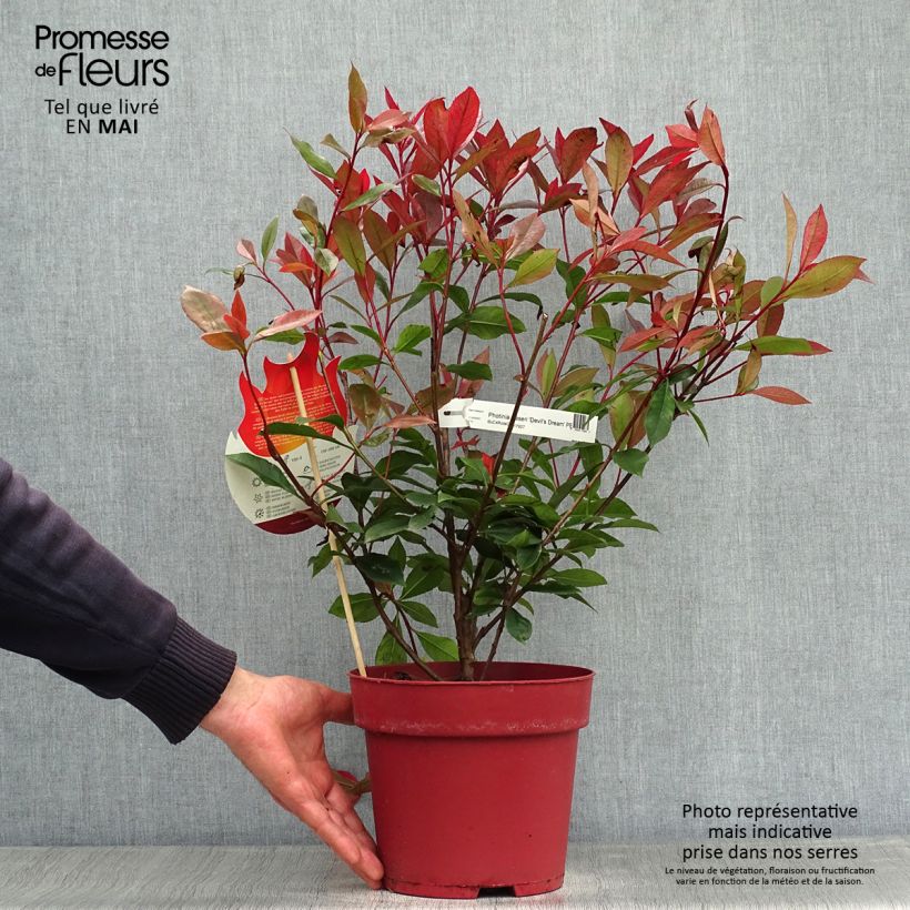 Spécimen de Photinia fraseri Devil's Dream Pot de 2L/3L tel que livré au printemps