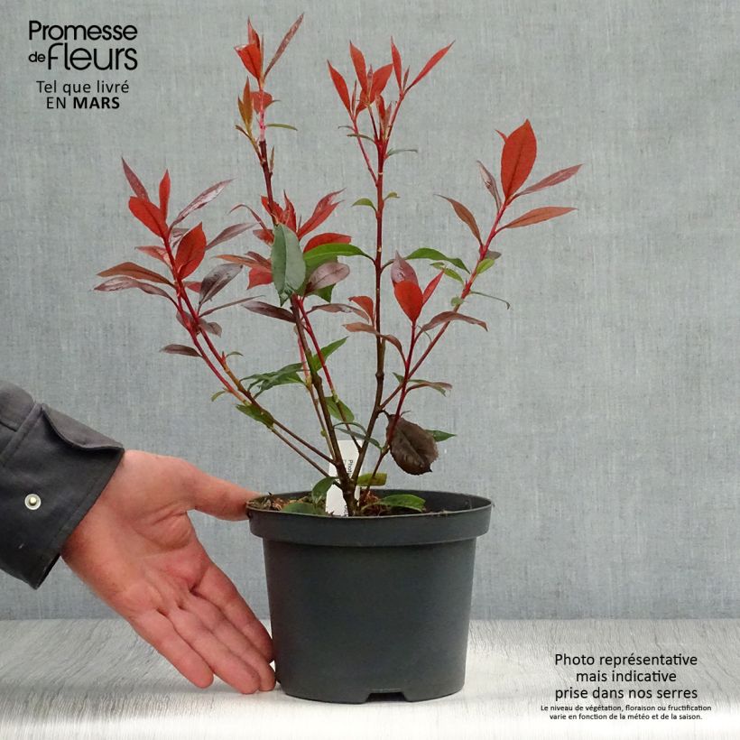Example of Photinia fraseri Dicker Toni Pot de 2L/3L as you get in printemps