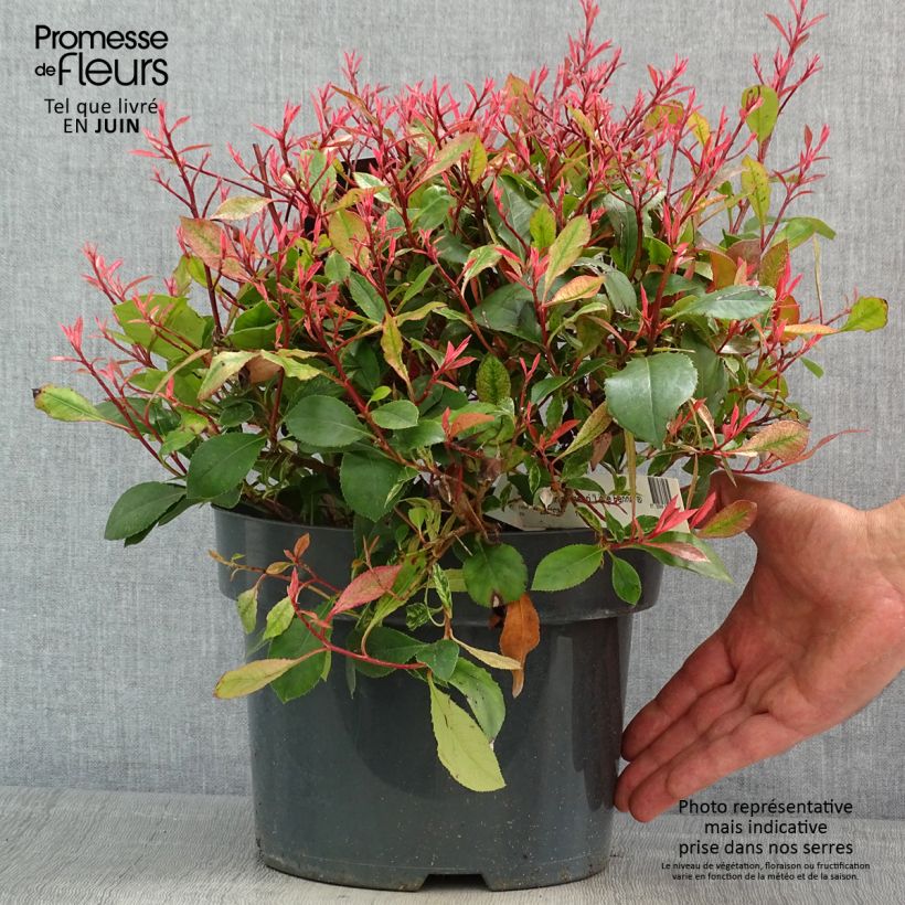 Spécimen de Photinia fraseri Little Fenna Pot de 2L/3L tel que livré au printemps