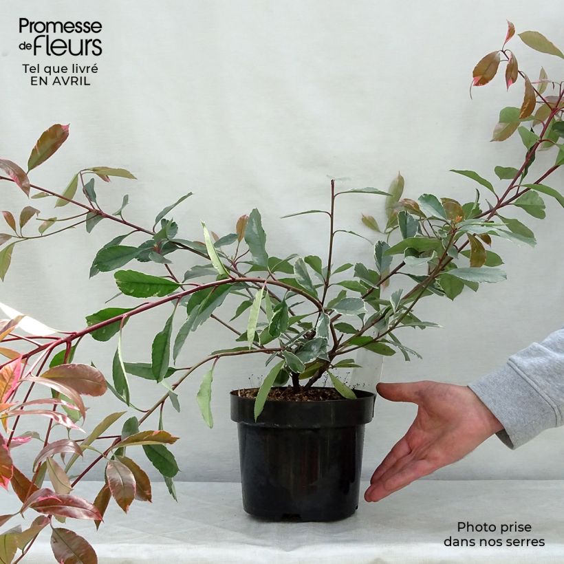 Example of Photinia fraseri Louise Pot de 2L/3L as you get in printemps