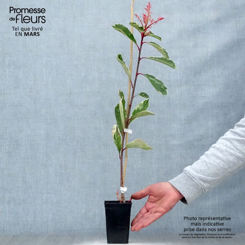 Example of Photinia fraseri Pink Marble Pot de 1L/1,5L as you get in printemps