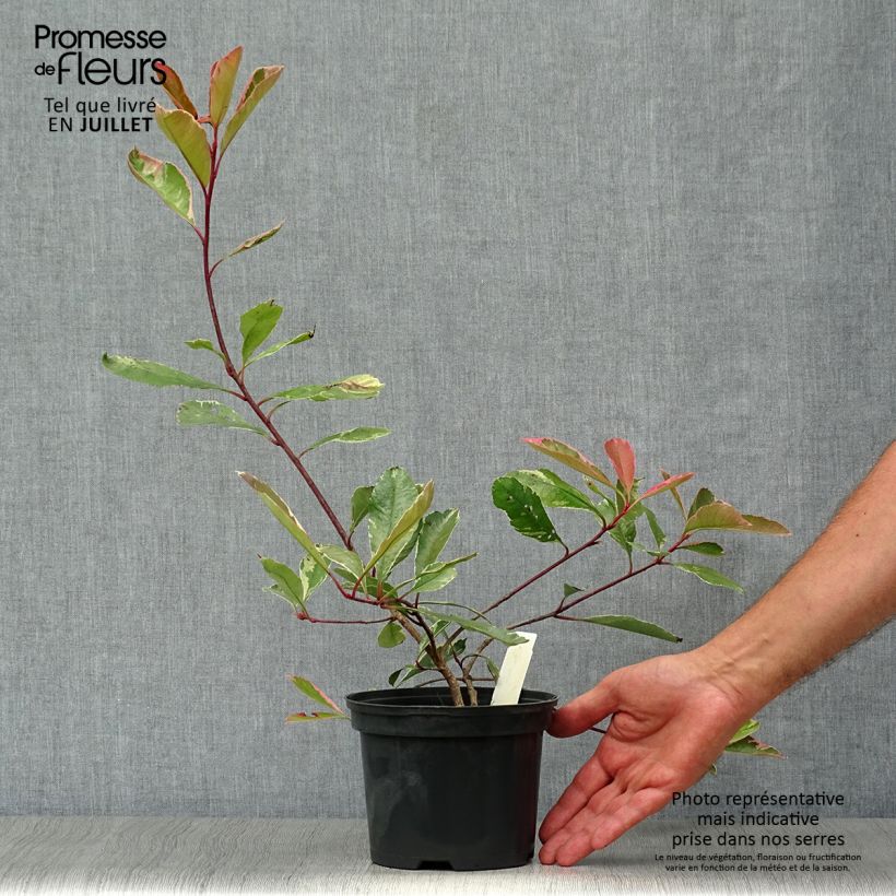 Spécimen de Photinia fraseri Pink Marble Pot de 2L/3L tel que livré en été
