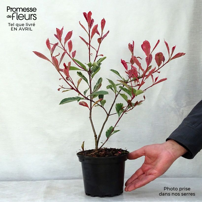 Example of Photinia fraseri Pink Marble Pot de 2L/3L as you get in printemps