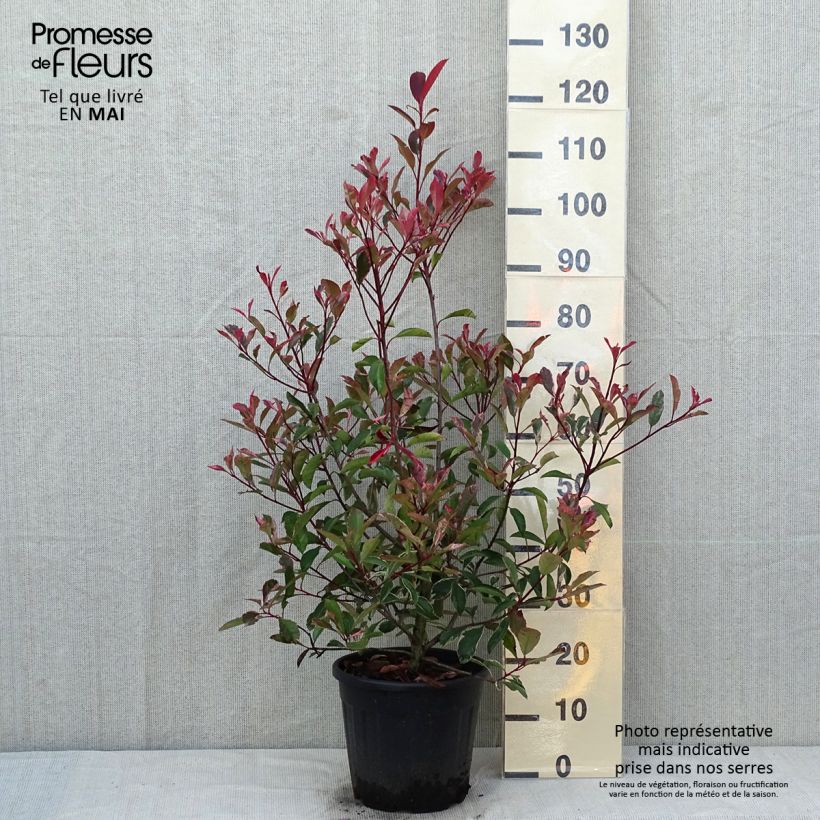 Example of Photinia fraseri Pink Marble Pot de 7,5L/10L as you get in printemps
