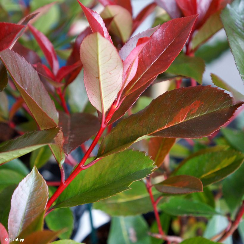 Photinia fraseri Red Light (Foliage)