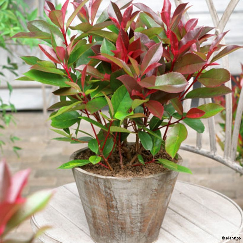 Photinia fraseri Red Light (Plant habit)