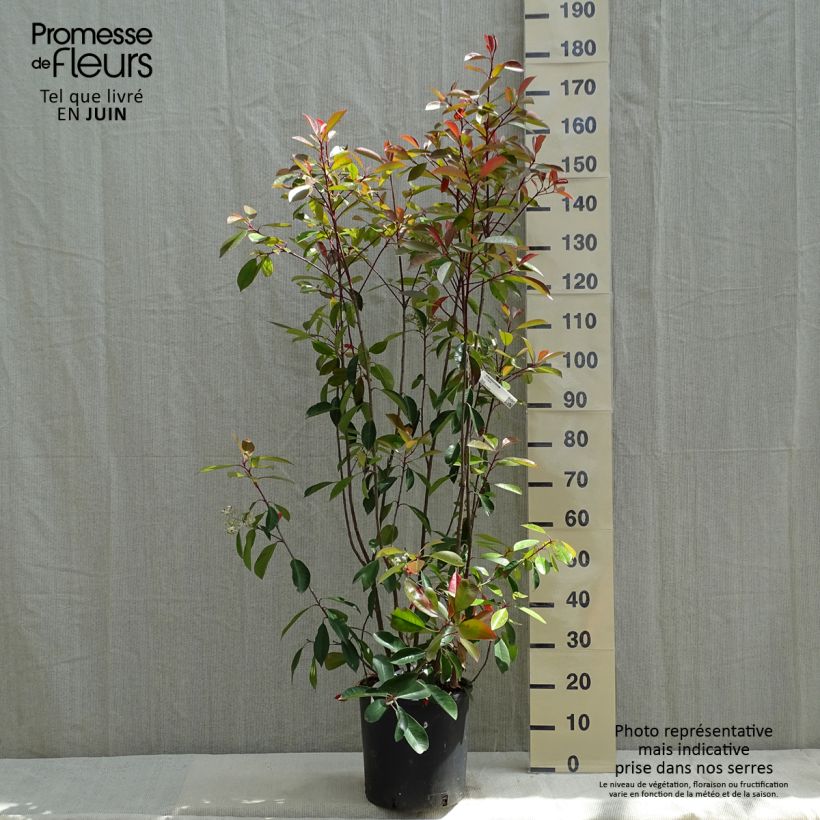 Example of Photinia fraseri Red Robin Pot de 12L/15L as you get in printemps