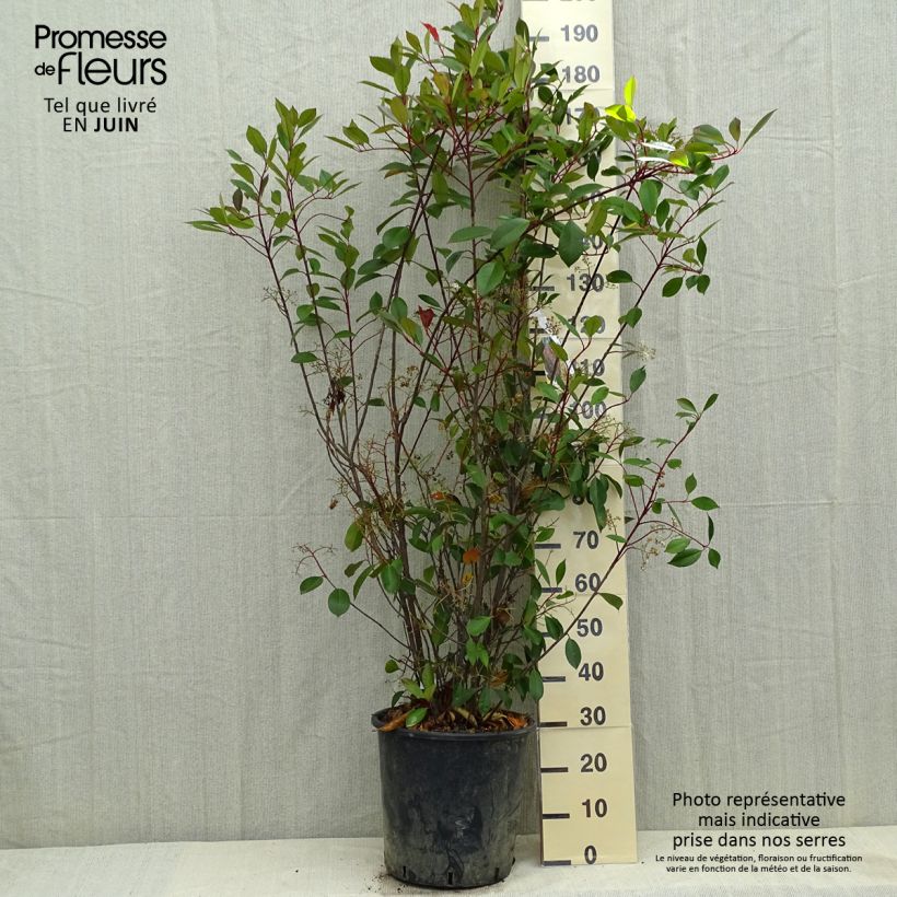 Example of Photinia fraseri Red Robin Pot de 18L/20L as you get in printemps