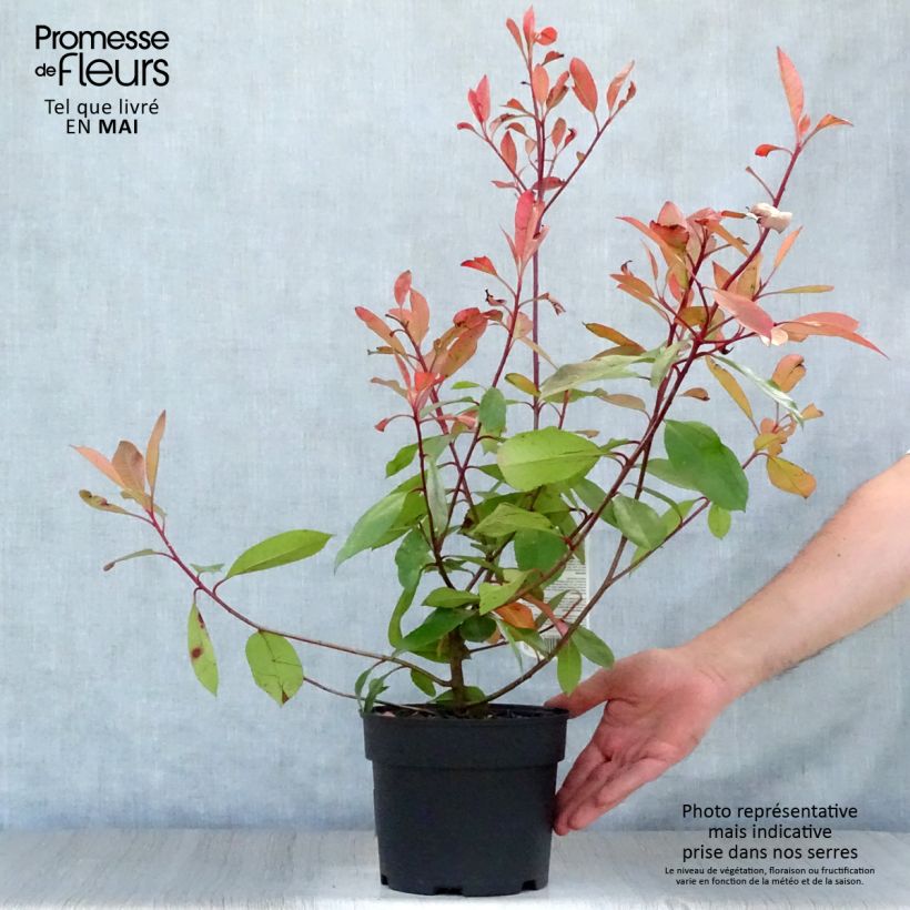 Example of Photinia fraseri Red Robin Pot de 2L/3L as you get in printemps