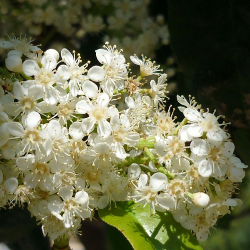 Photinia serratifolia - Photinia de Chine (Flowering)