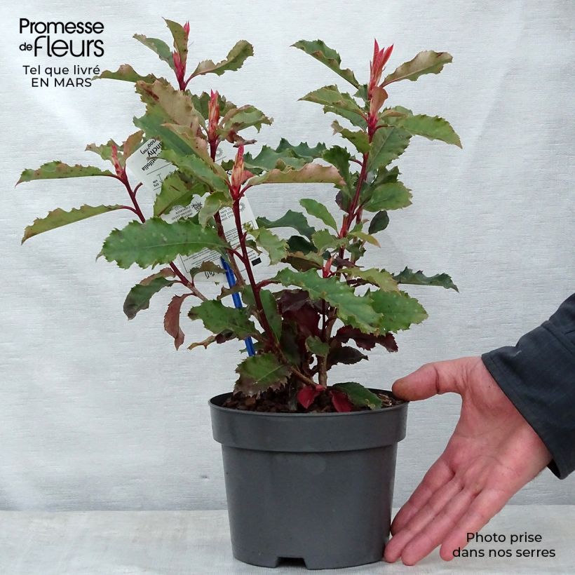 Example of Photinia serratifolia Crunchy Pot de 2L/3L as you get in printemps