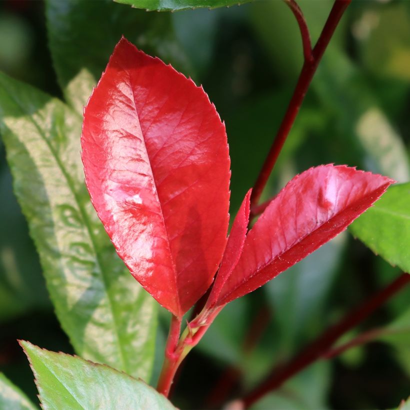 Photinia fraseri Baton Rouge (Foliage)