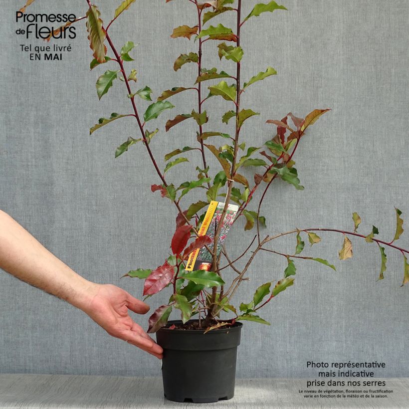 Spécimen de Photinia x fraseri Magical Volcano Pot de 2L/3L tel que livré au printemps