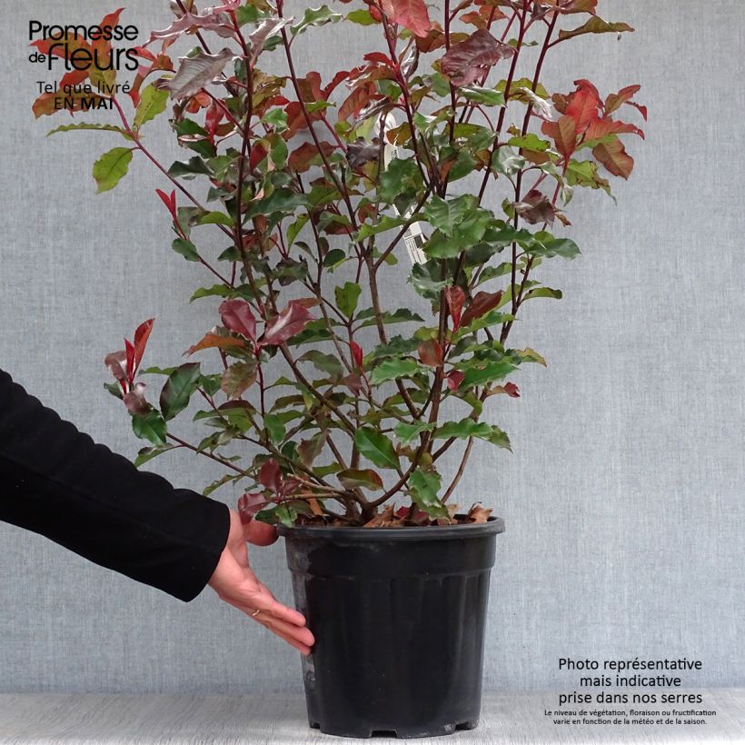 Spécimen de Photinia x fraseri Magical Volcano Pot de 7,5L/10L tel que livré au printemps