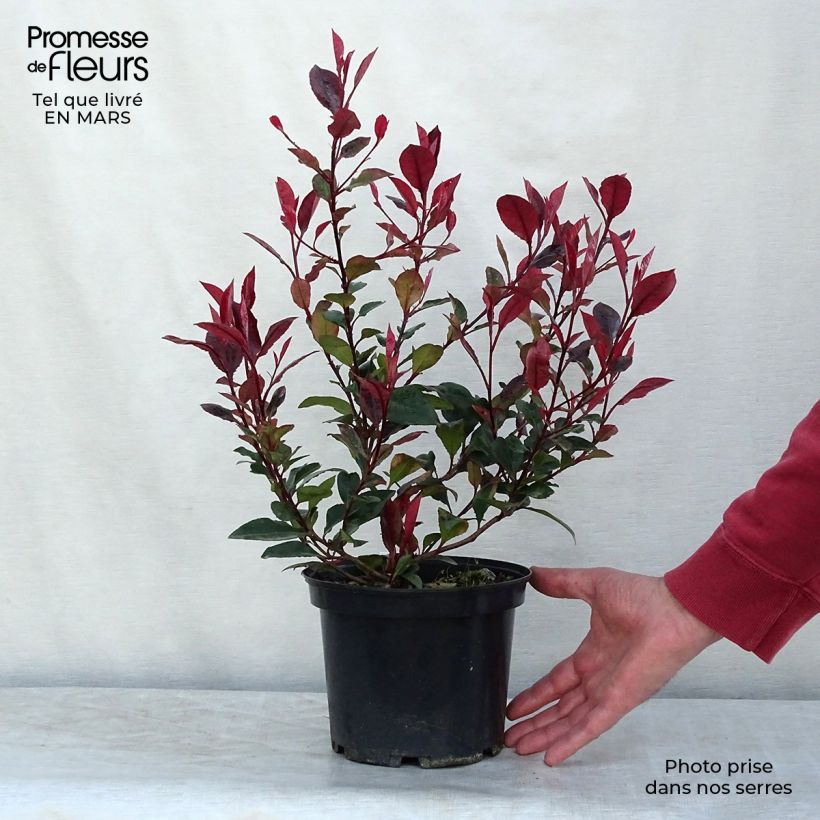 Spécimen de Photinia x fraseri Nana Pot de 2L/3L tel que livré au printemps