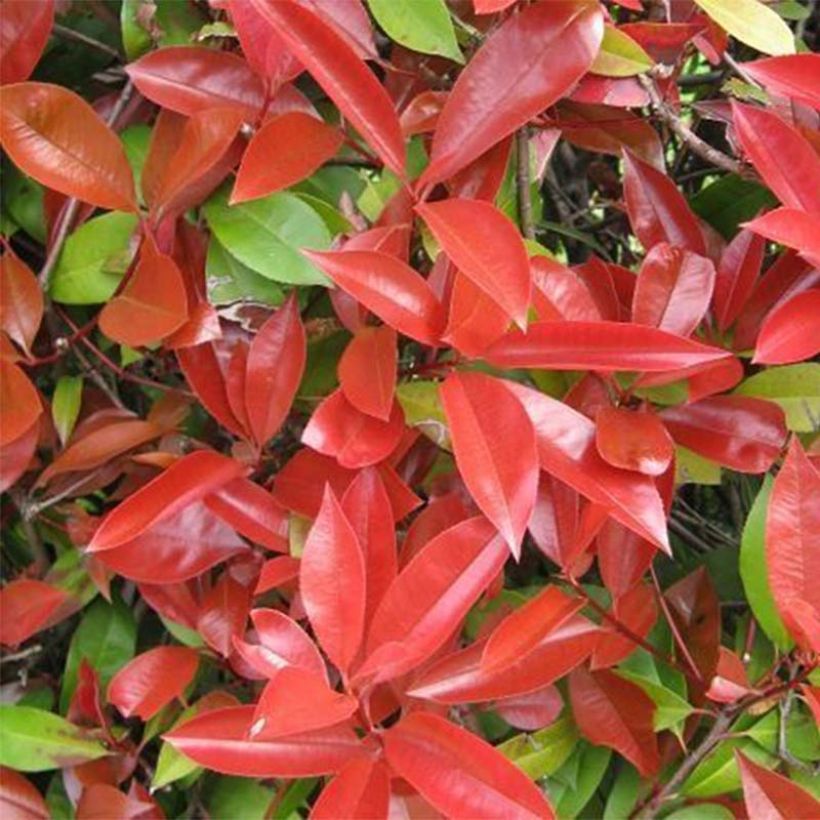 Photinia fraseri Dicker Toni (Foliage)