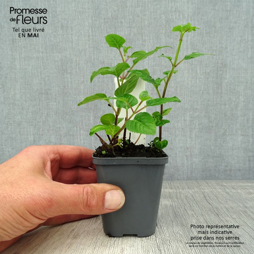 Spécimen de Phygelius capensis - Fuchsia du Cap Godet de 8/9 cm tel que livré au printemps