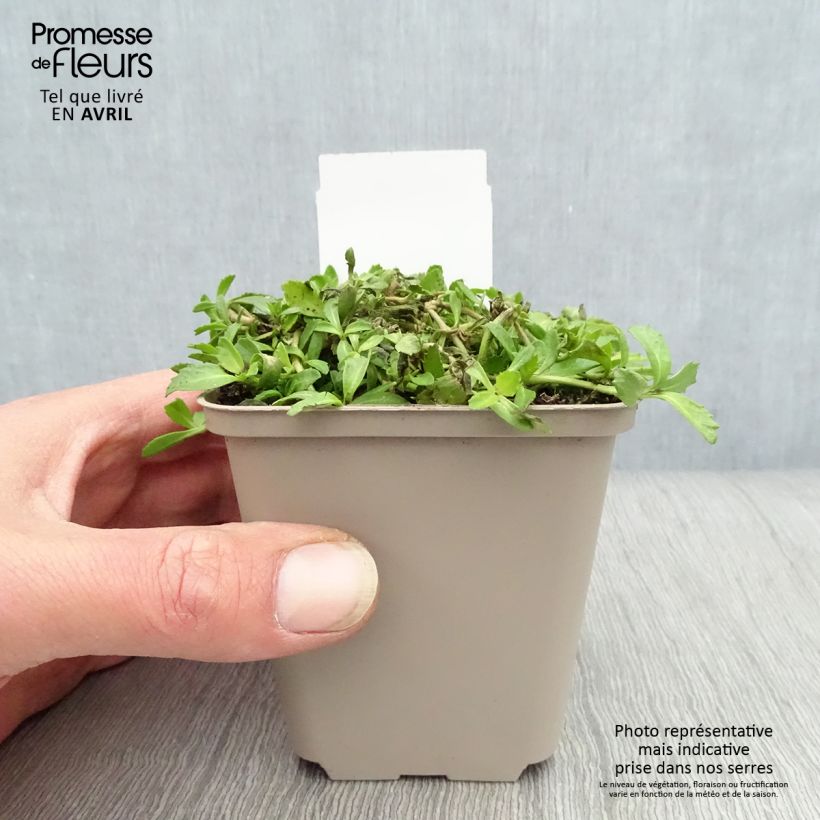 Spécimen de Phyla ou Lippia nodiflora - Verveine nodulaire Godet de 8/9 cm tel que livré au printemps