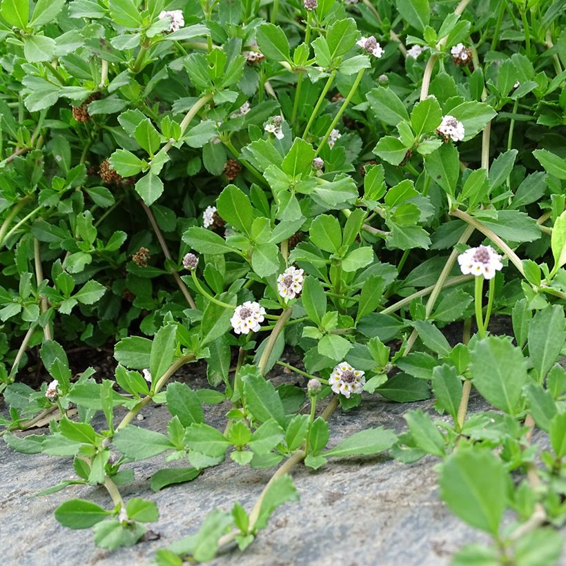 Phyla ou Lippia nodiflora - Verveine nodulaire (Port)