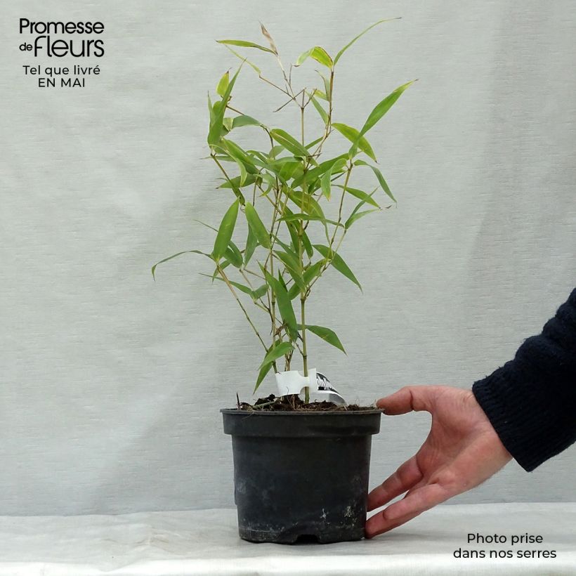 Example of Phyllostachys atrovaginata Green Perfume - Bambou moyen Pot de 2L/3L as you get in printemps
