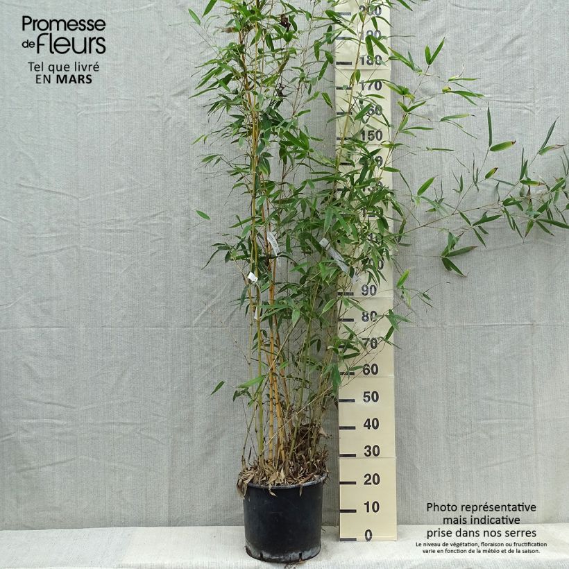 Spécimen de Phyllostachys aurea Holochrysa - Bambou doré Pot de 12L/15L tel que livré au printemps