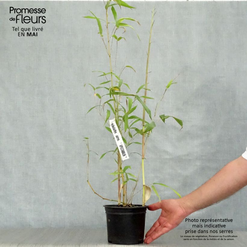 Spécimen de Phyllostachys aureosulcata Spectabilis - Bambou moyen Pot de 2L/3L tel que livré au printemps