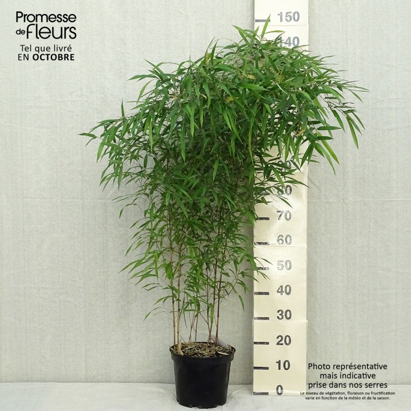 Spécimen de Phyllostachys aureosulcata Spectabilis - Bambou moyen Pot de 4L/5L tel que livré en automne