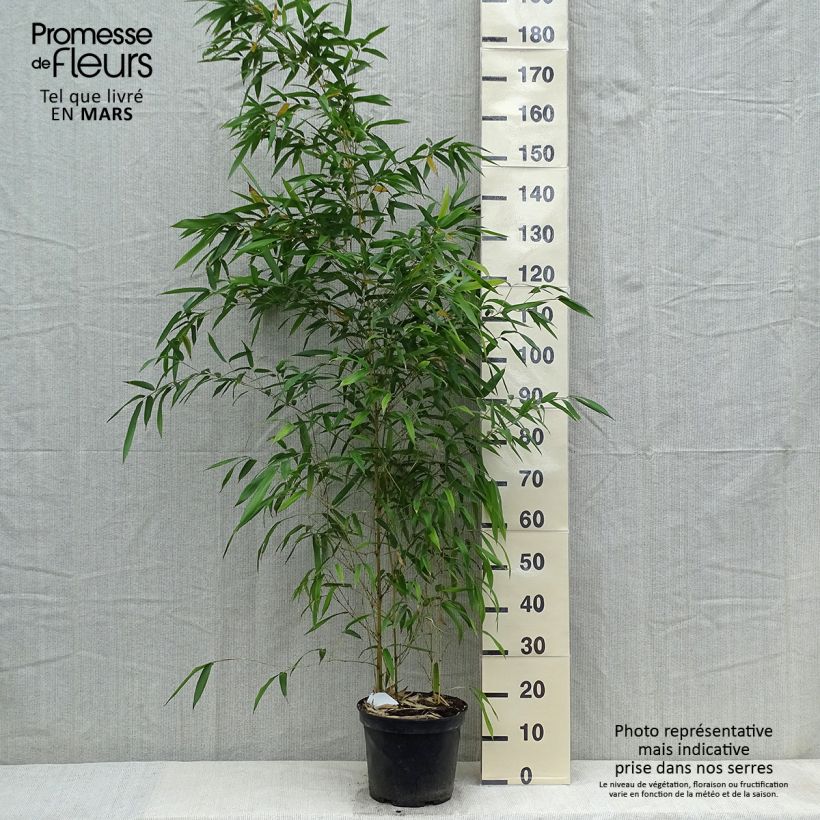 Spécimen de Phyllostachys aureosulcata Spectabilis - Bambou moyen Pot de 4L/5L tel que livré au printemps