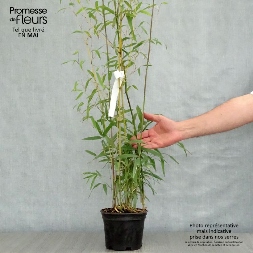 Example of Phyllostachys humilis - Bambou moyen Pot de 2L/3L as you get in printemps