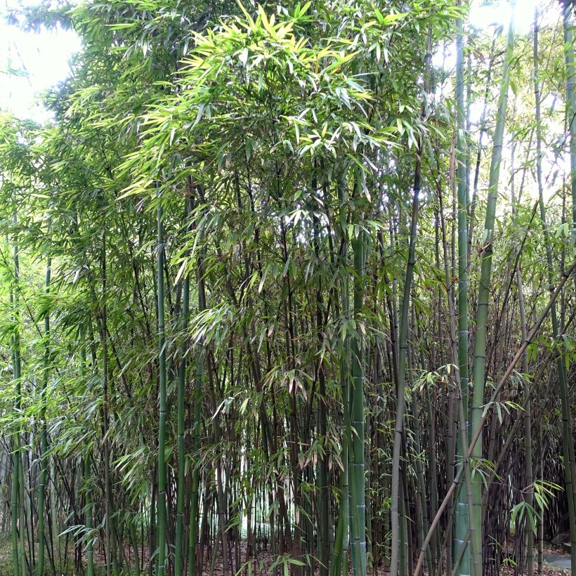 Phyllostachys iridescens - Bambou géant (Foliage)