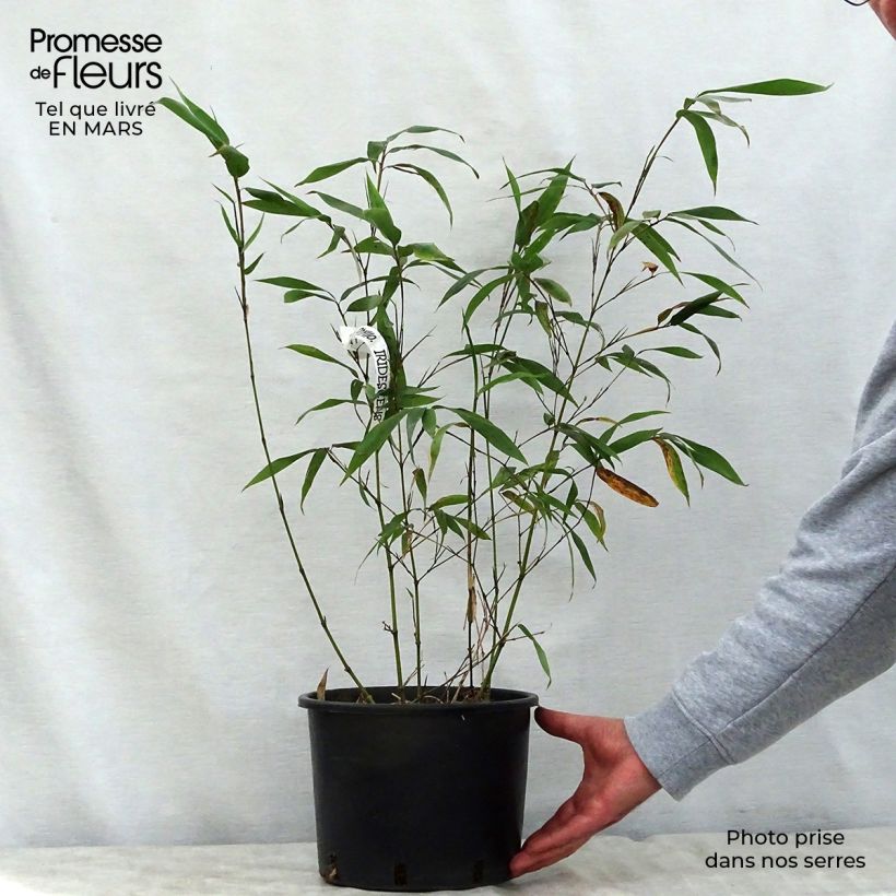 Example of Phyllostachys iridescens - Bambou géant Pot de 4L/5L as you get in printemps
