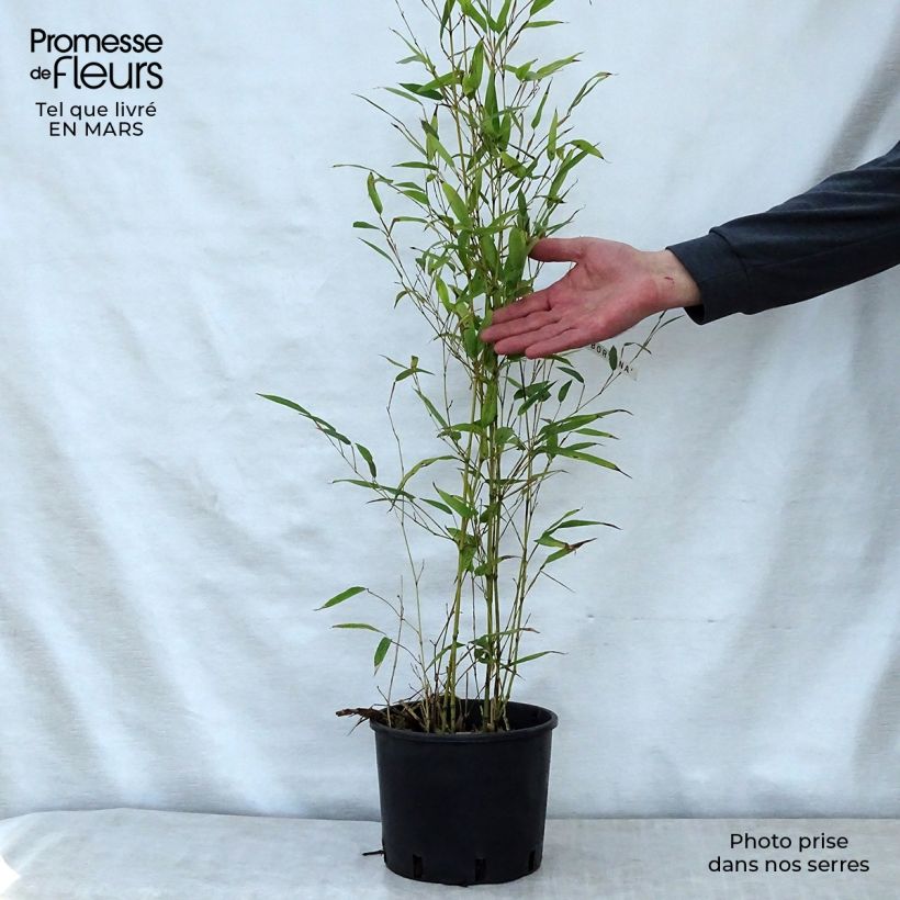 Example of Phyllostachys nigra Boryana - Bambou géant Pot de 4L/5L as you get in printemps