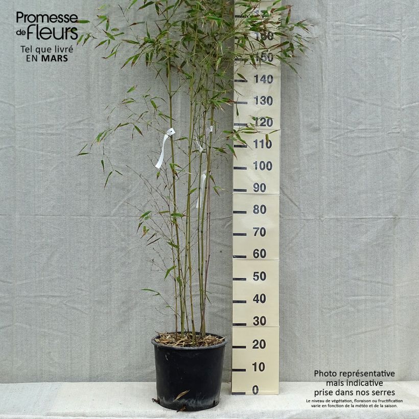 Example of Phyllostachys nigra Henonis - Bambou géant Pot de 12L/15L as you get in printemps