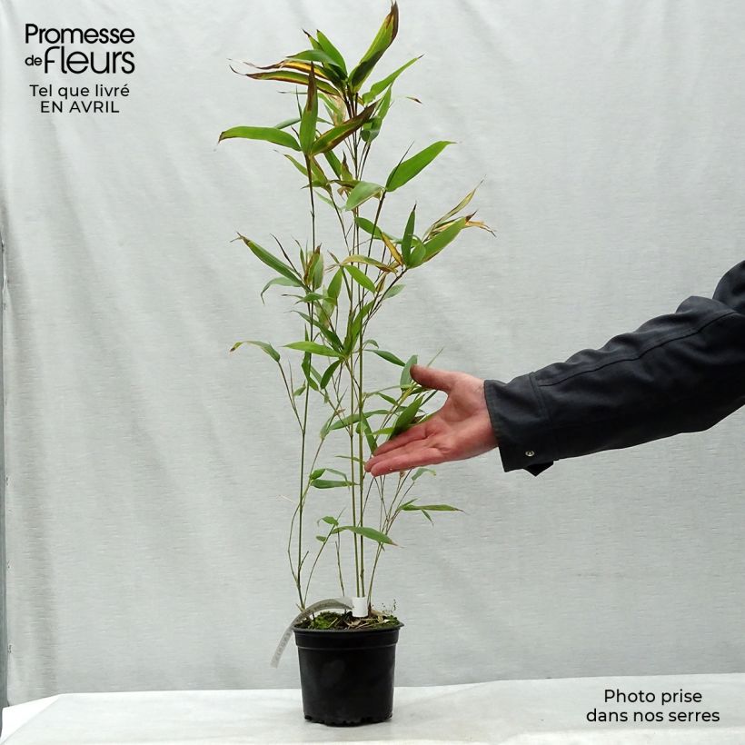 Example of Phyllostachys nigra Henonis - Bambou géant Pot de 2L/3L as you get in printemps