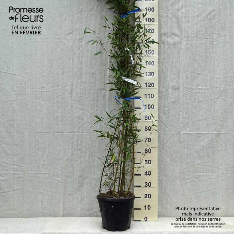 Spécimen de Phyllostachys nigra Megurochiku - Bambou géant Pot de 12L/15L tel que livré en hiver
