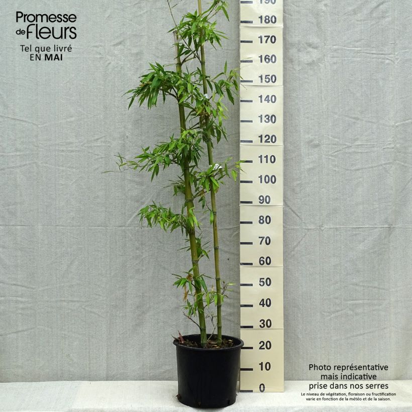 Example of Phyllostachys parvifolia - Bambou géant Pot de 12L/15L as you get in printemps