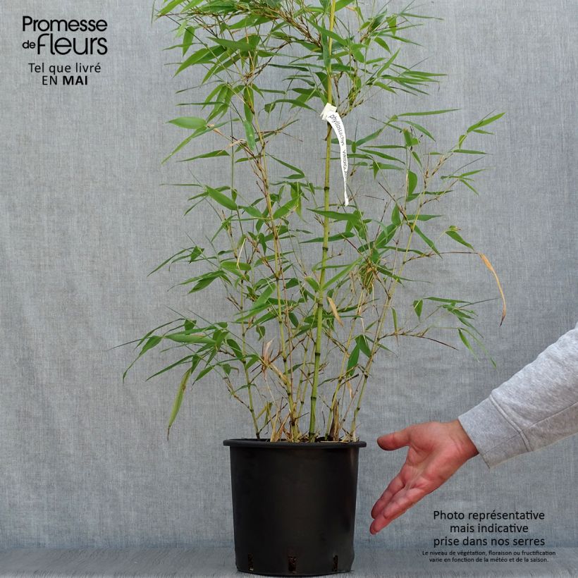 Spécimen de Phyllostachys viridiglaucescens - Bambou géant Pot de 4L/5L tel que livré au printemps