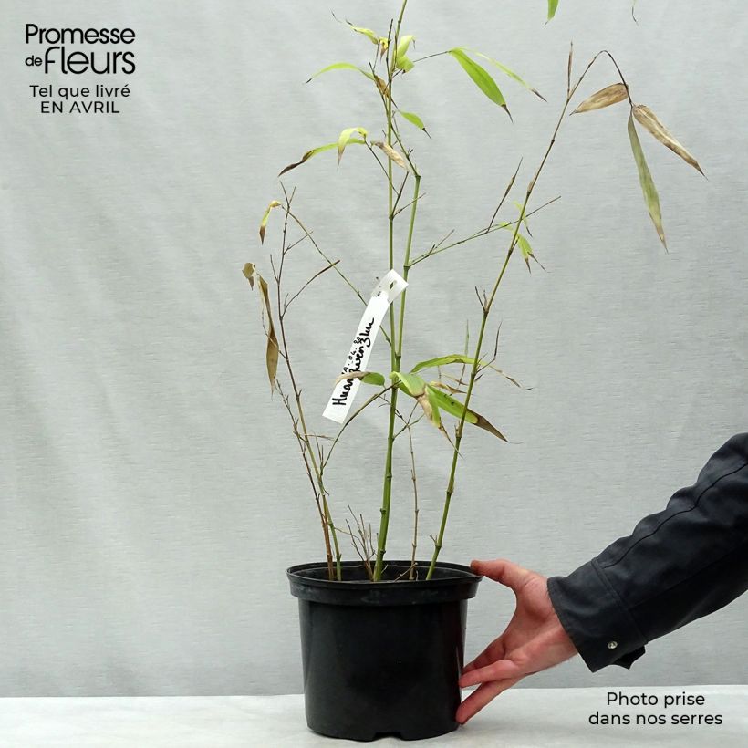 Spécimen de Phyllostachys vivax Huangwenzhu - Bambou géant Pot de 4L/5L tel que livré au printemps