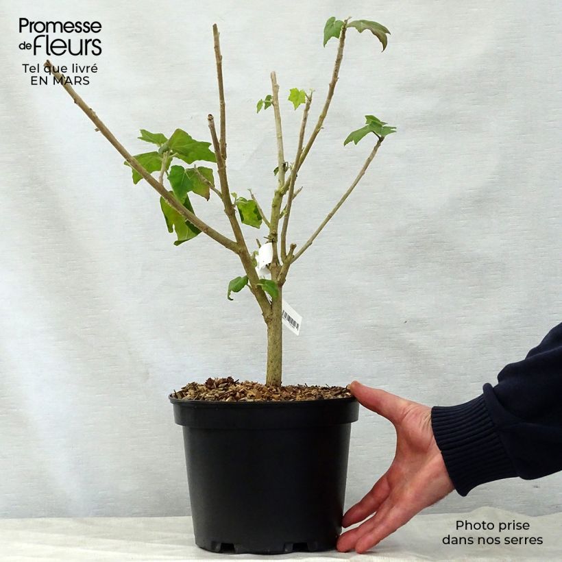 Spécimen de Phymosia umbellata  Pot de 4L/5L tel que livré au printemps