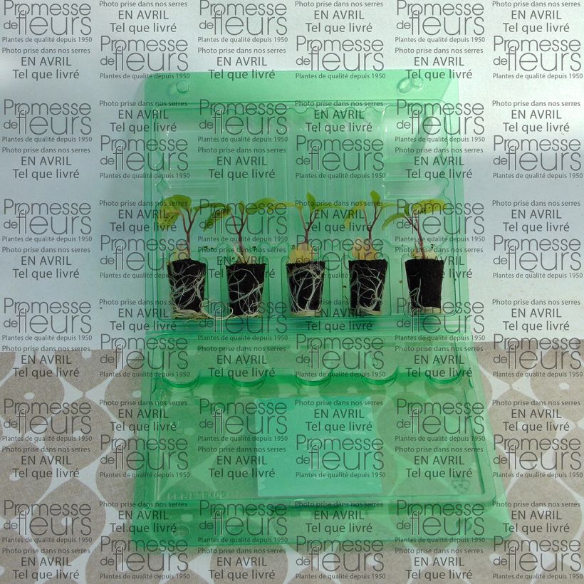 Exemple de spécimen de Physalis Goldita en plants Mini-motte Ø 3/4 cm, Livré en hauteur de 5 à 10 cm tel que livré