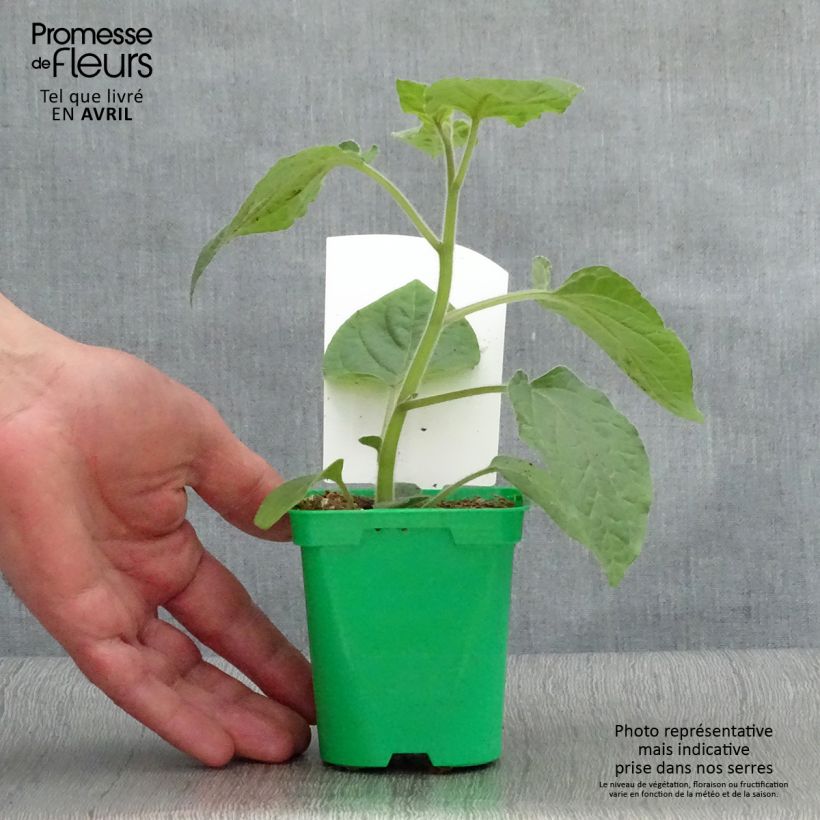 Spécimen de Physalis Goldita en plants Pot de 10 cm/11cm tel que livré au printemps