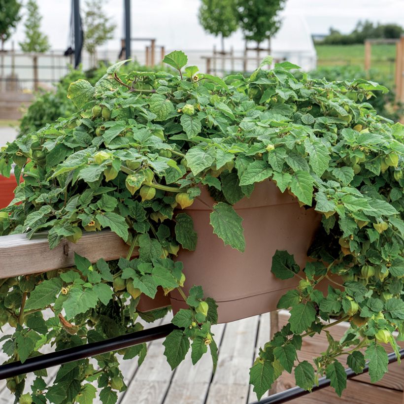 Physalis Preciosa en plant - Cerise de terre (Port)